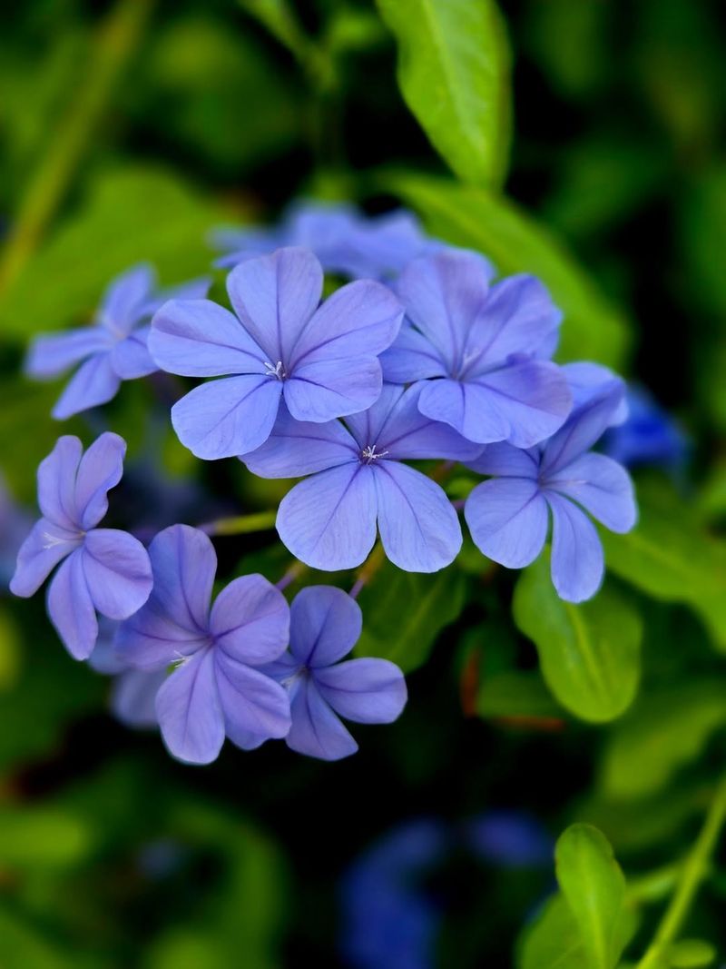Cape Plumbago Covers Shrubs With Pale Blue Blooms