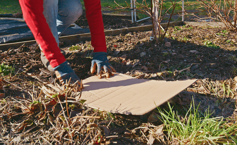Cardboard Smothers Many Young Weeds