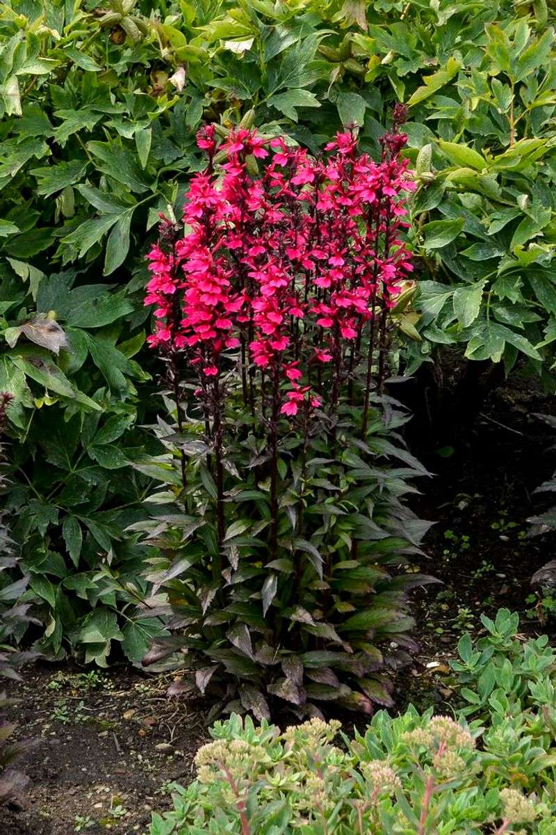 Cardinal Flower