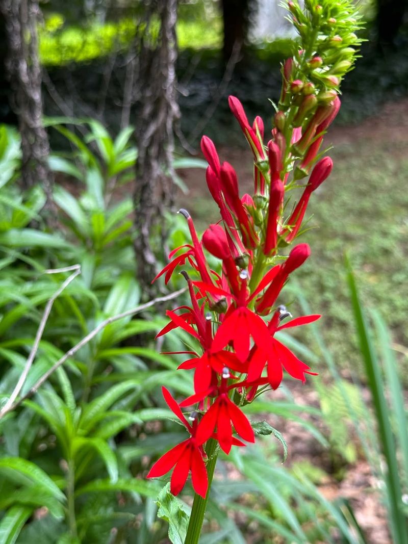 Cardinal Flower