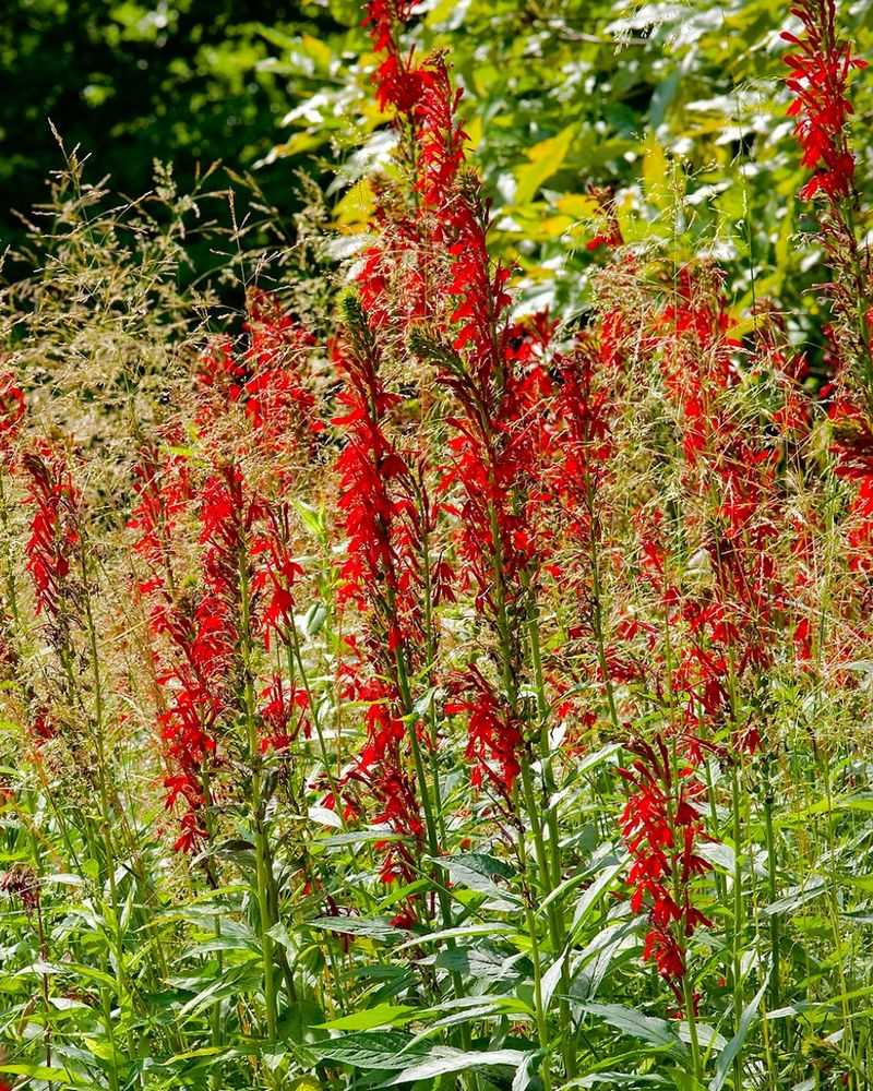 Cardinal Flower Cardinal Flower
