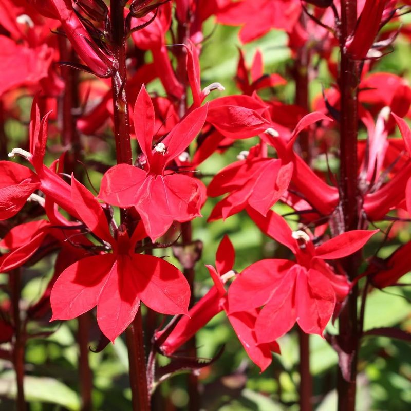 Cardinal Flower
