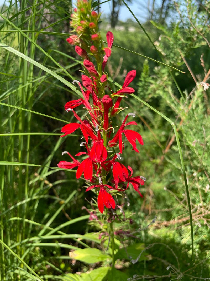 Cardinal Flower Benefits From Warmer Late-Spring Ground