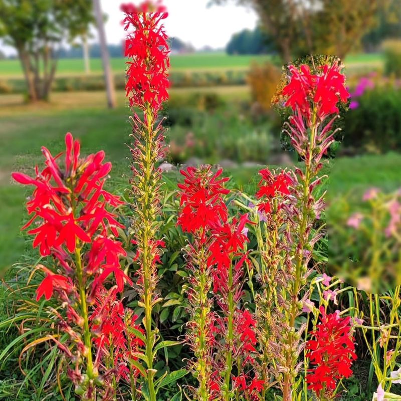 Cardinal Flower Brightens Damp Corners With Red Blooms