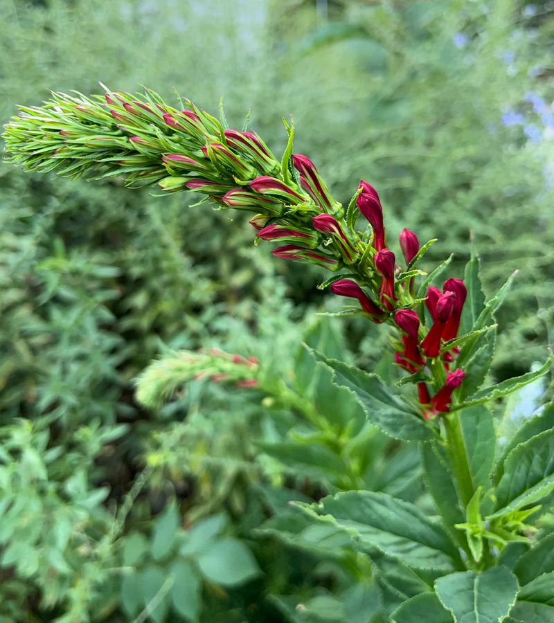 Cardinal Flower Brightens Damp Habitat Gently Cardinal Flower Brightens Damp Habitat Gently