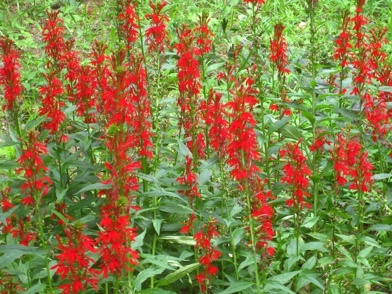Cardinal Flower Can Be Divided Carefully In Moist Garden Beds