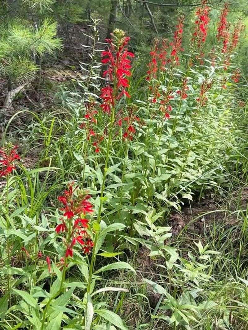 Cardinal Flower Needs The Right Moisture Balance To Thrive In Michigan