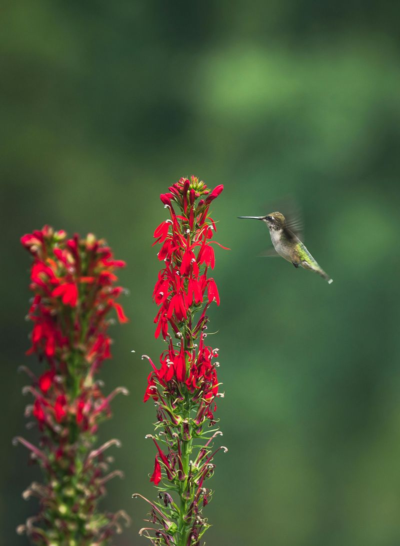 Cardinal Flower