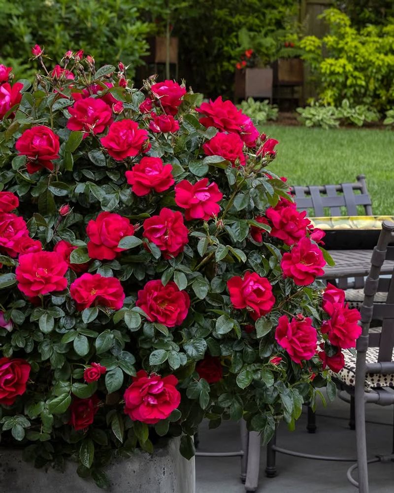 Carefree Beauty Rose 