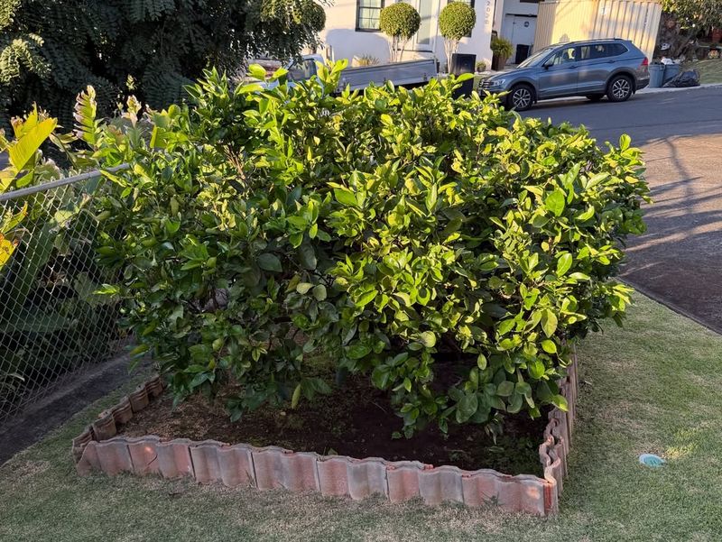 Careful Thinning Improves Air Movement Around Branches Careful Thinning Improves Air Movement Around Branches
