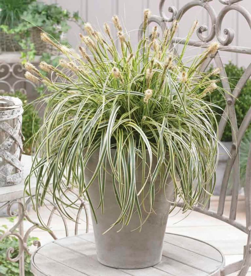 Carex Adds Easy Texture That Lasts