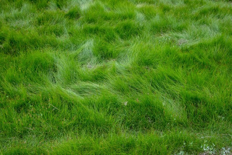 Carex Pensylvanica