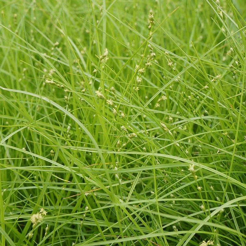 Carex / Sedge Meadow Carex / Sedge Meadow