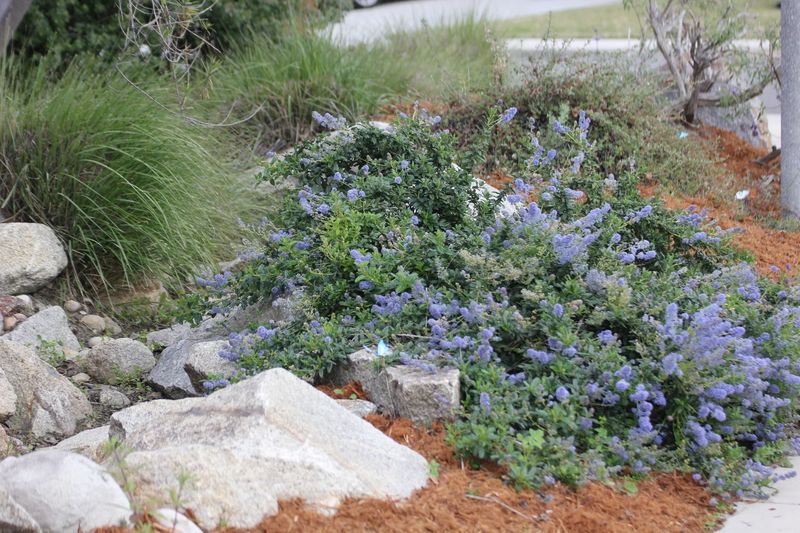 Carmel Creeper Ceanothus Covers Bare Spots Well