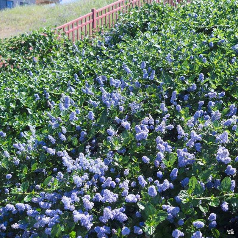 Carmel Creeper Ceanothus