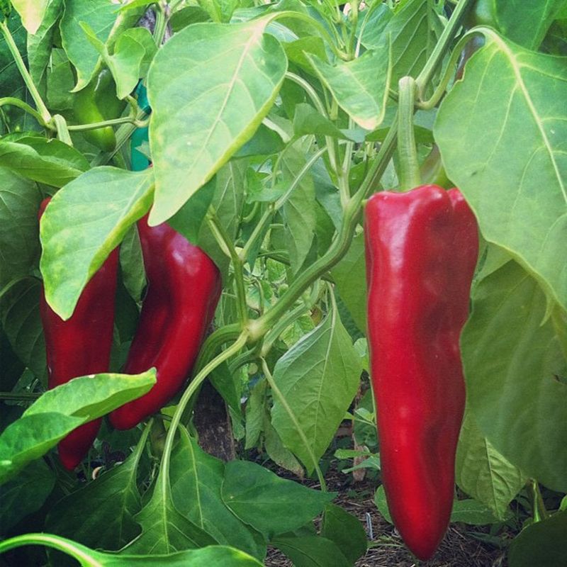 Carmen Peppers Produce For A Long Season Carmen Peppers Produce For A Long Season