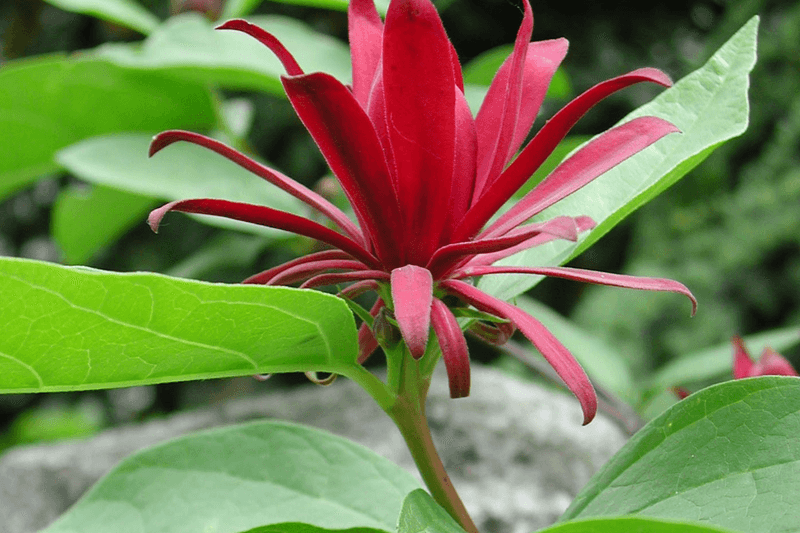 Carolina Allspice Brings Beauty Without The Fuss Carolina Allspice Brings Beauty Without The Fuss