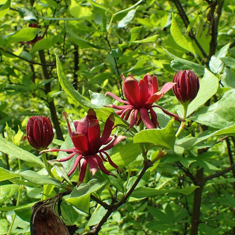 Carolina Allspice Softens A Tough Site Beautifully