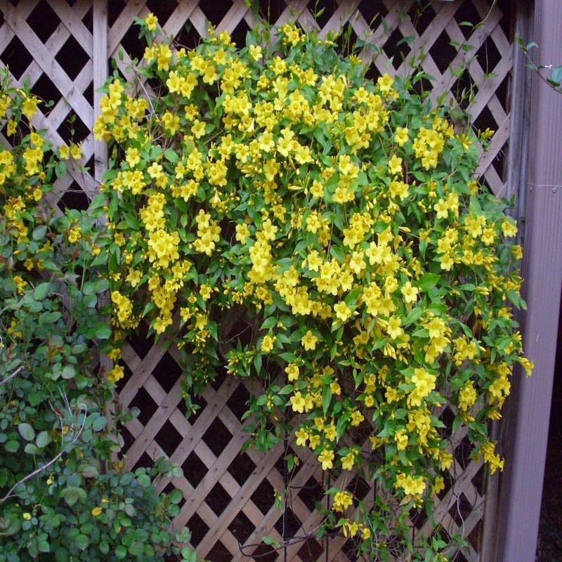 Carolina Jessamine