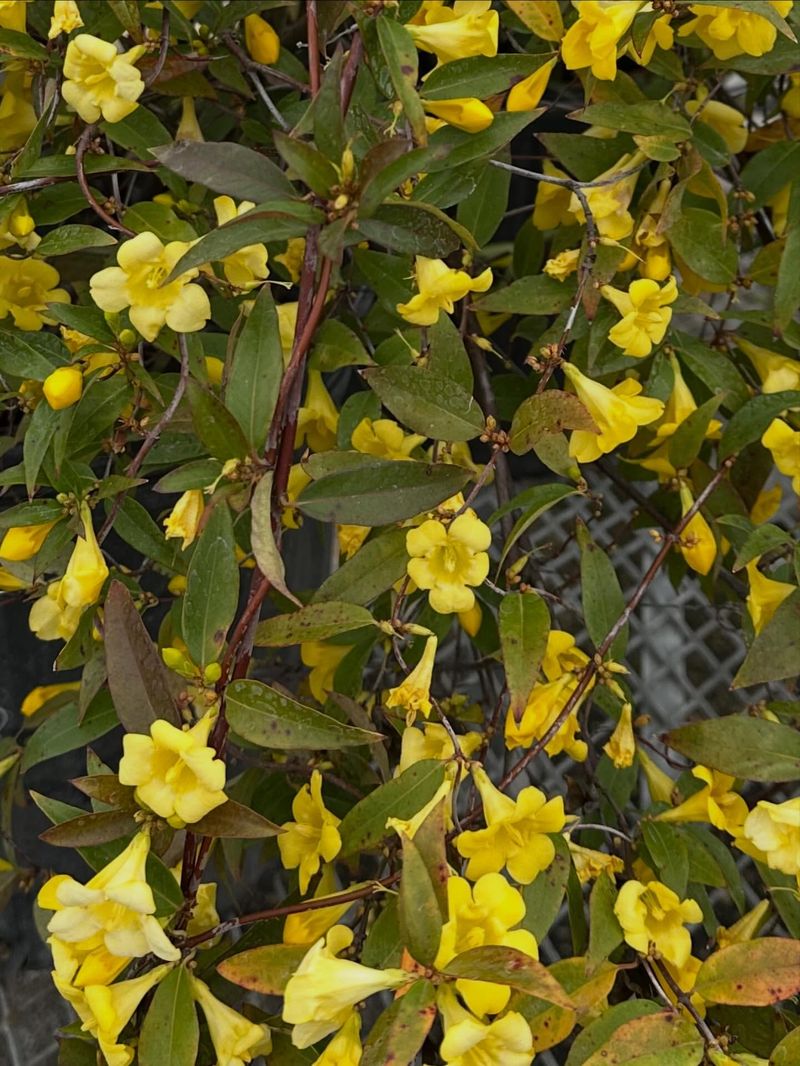 Carolina Jessamine