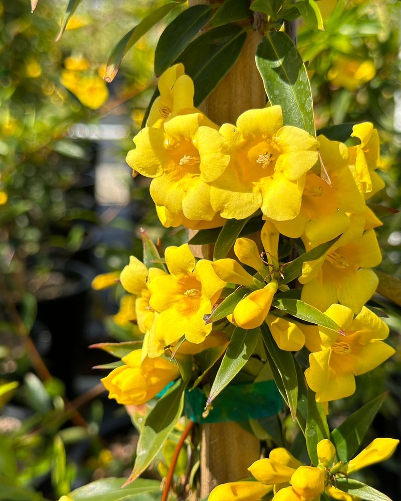 Carolina Jessamine Brings Spring Color Without Clematis Fuss
