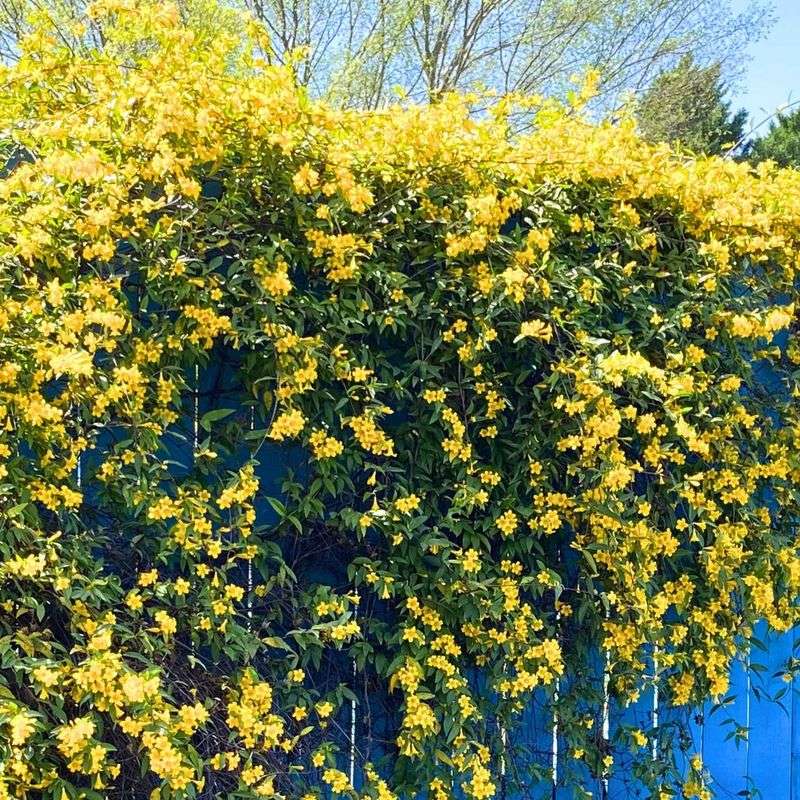 Carolina Jessamine Covers With Lasting Charm Carolina Jessamine Covers With Lasting Charm