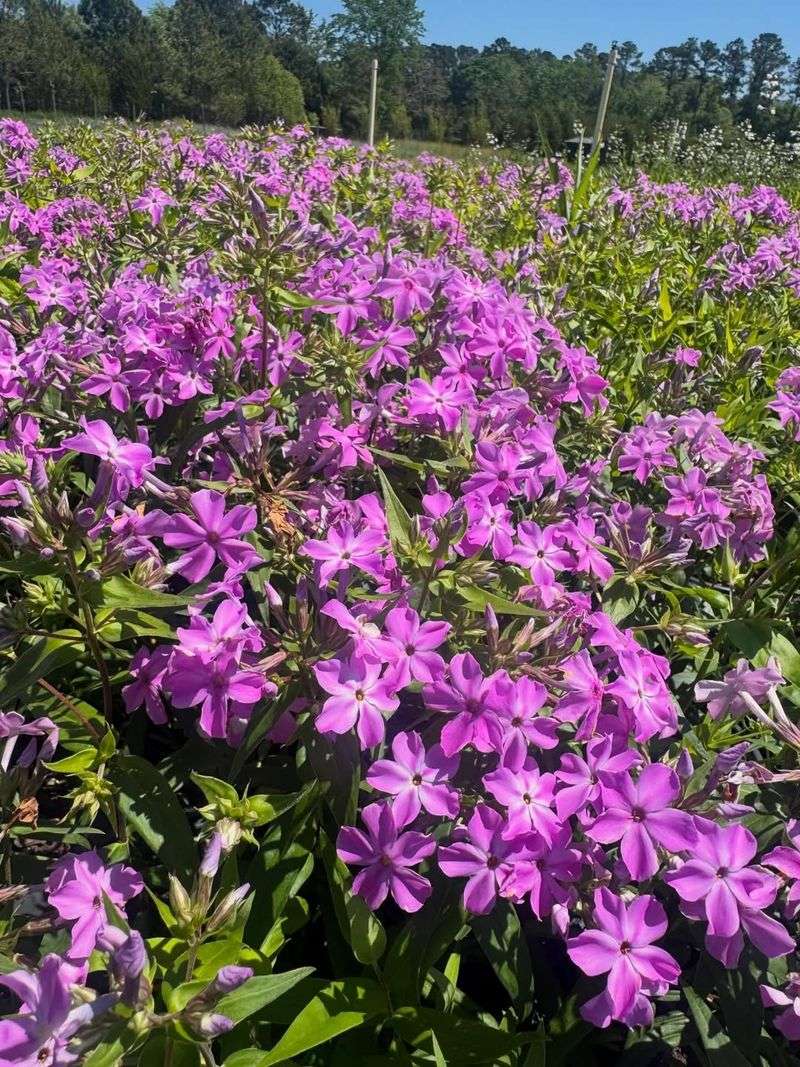 Carolina Phlox 