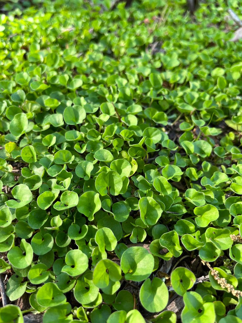 Carolina Ponysfoot (Dichondra carolinensis)