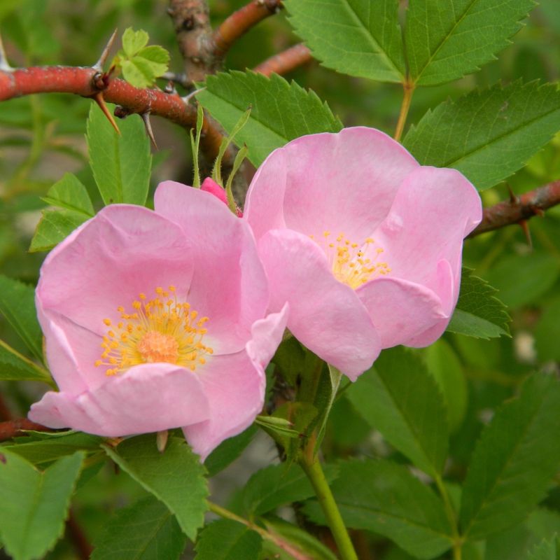 Carolina Rose (Rosa carolina) Carolina Rose (Rosa carolina)