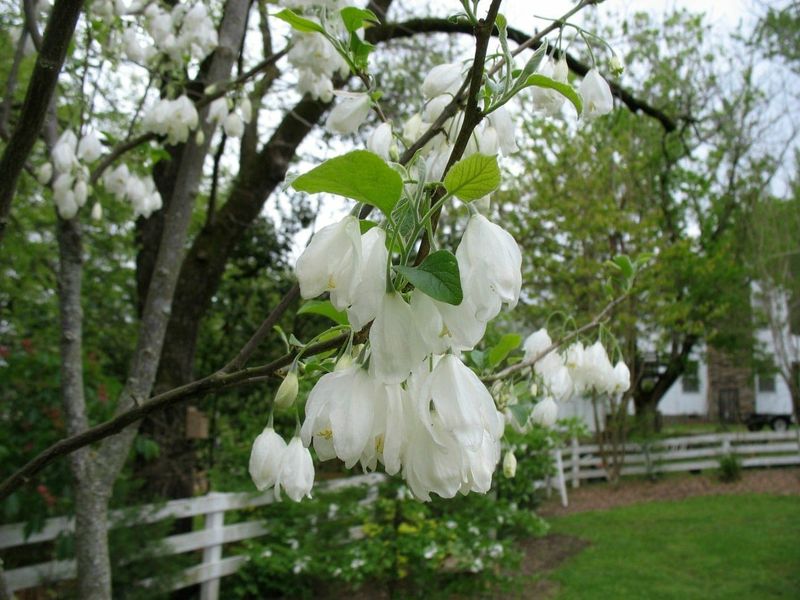 Carolina Silverbell Adds Graceful Spring Flowers Carolina Silverbell Adds Graceful Spring Flowers