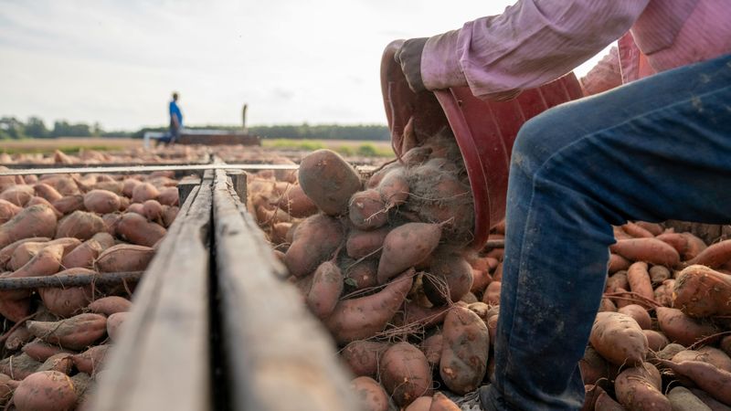Carolina Varieties Fit The Region