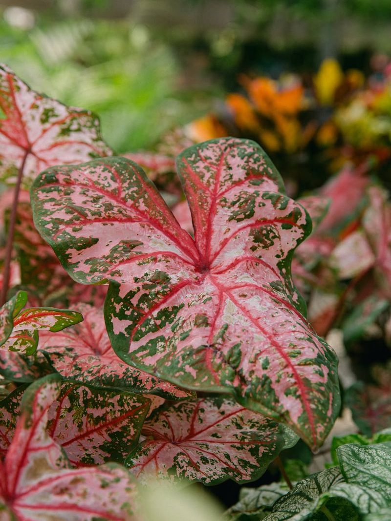 Carolyn Whorton Caladium (Caladium Bicolor)