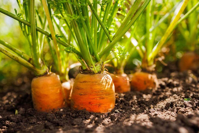 Carrot