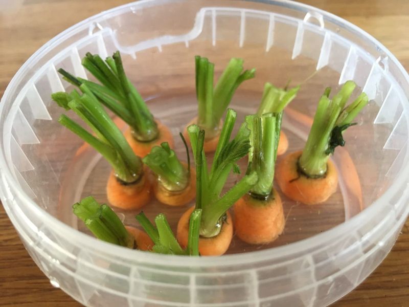 Carrot Tops (Daucus Carota)