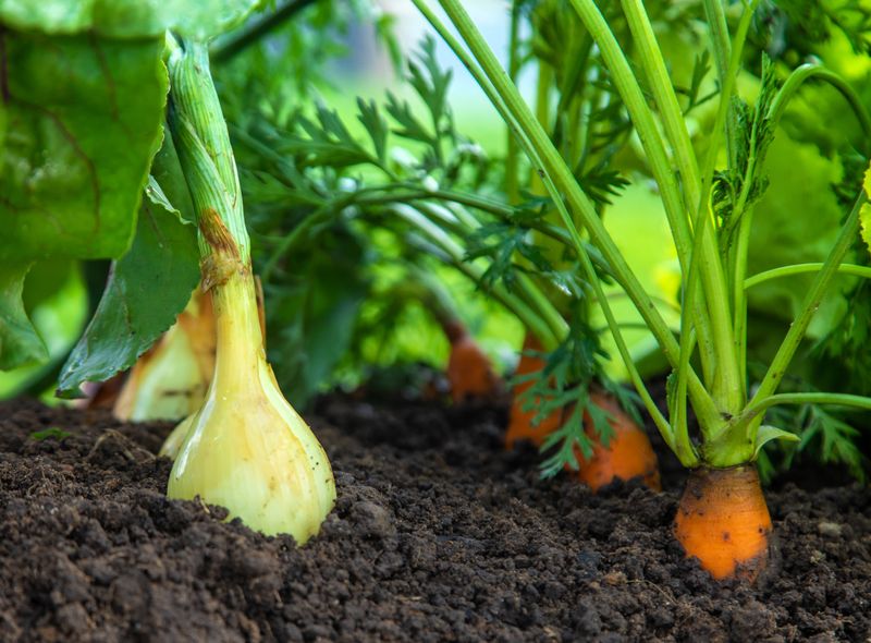 Carrots And Onions In The Same Row