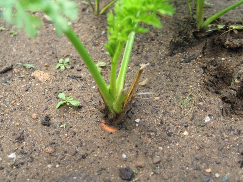 Carrots Can Start Before Summer Crops