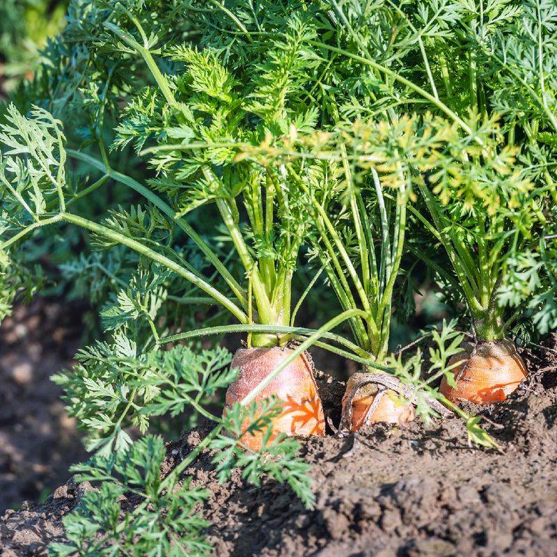 Carrots (Daucus carota subsp. sativus)