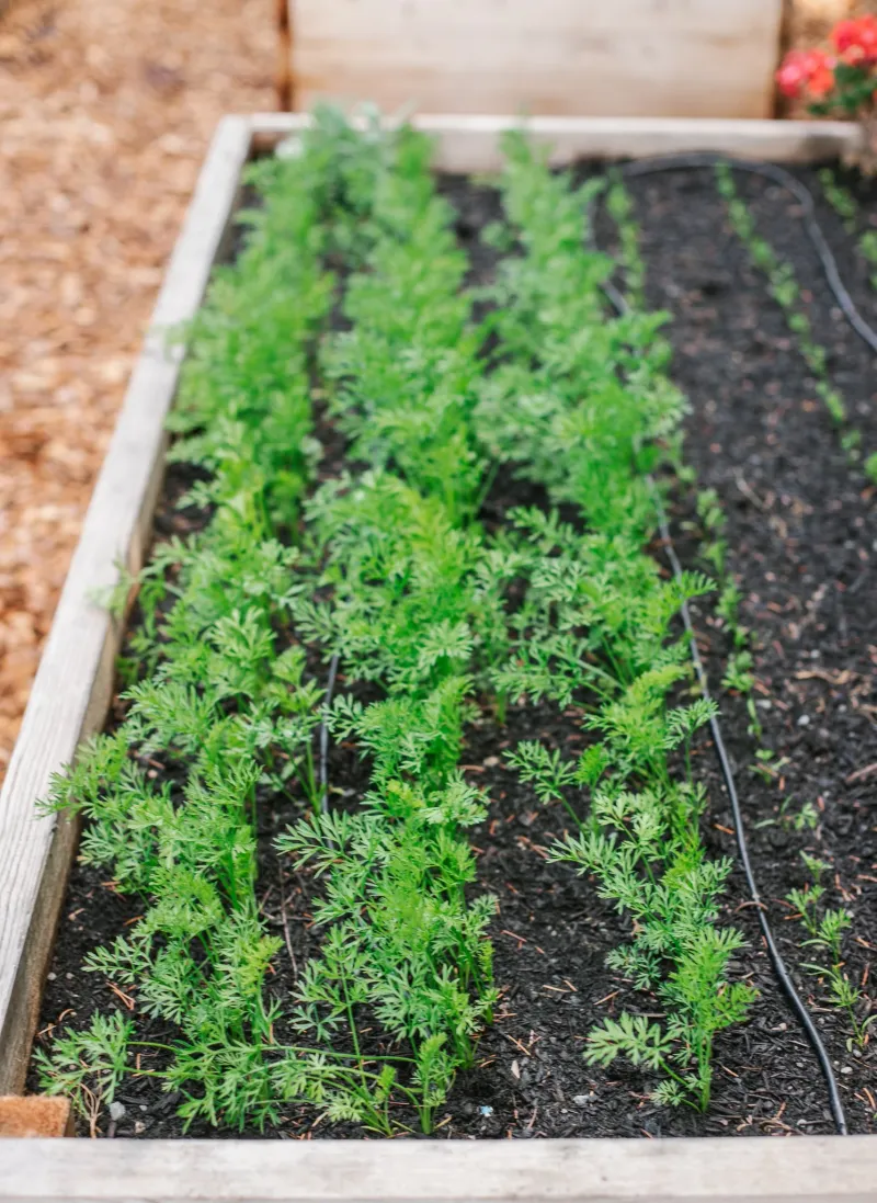 Carrots (Daucus carota subsp. sativus)