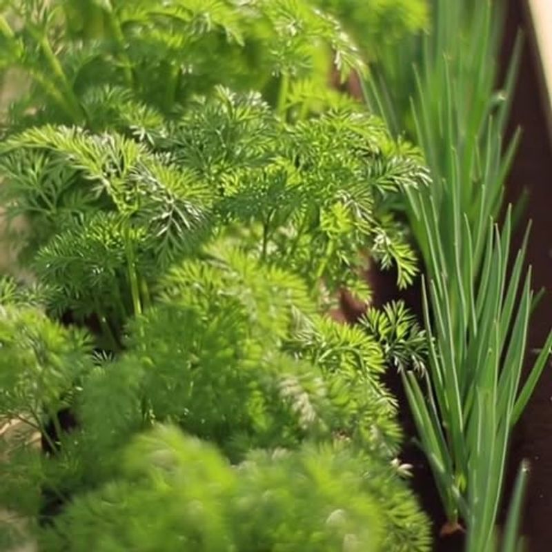 Carrots Grow Well Alongside Onions In Garden Beds