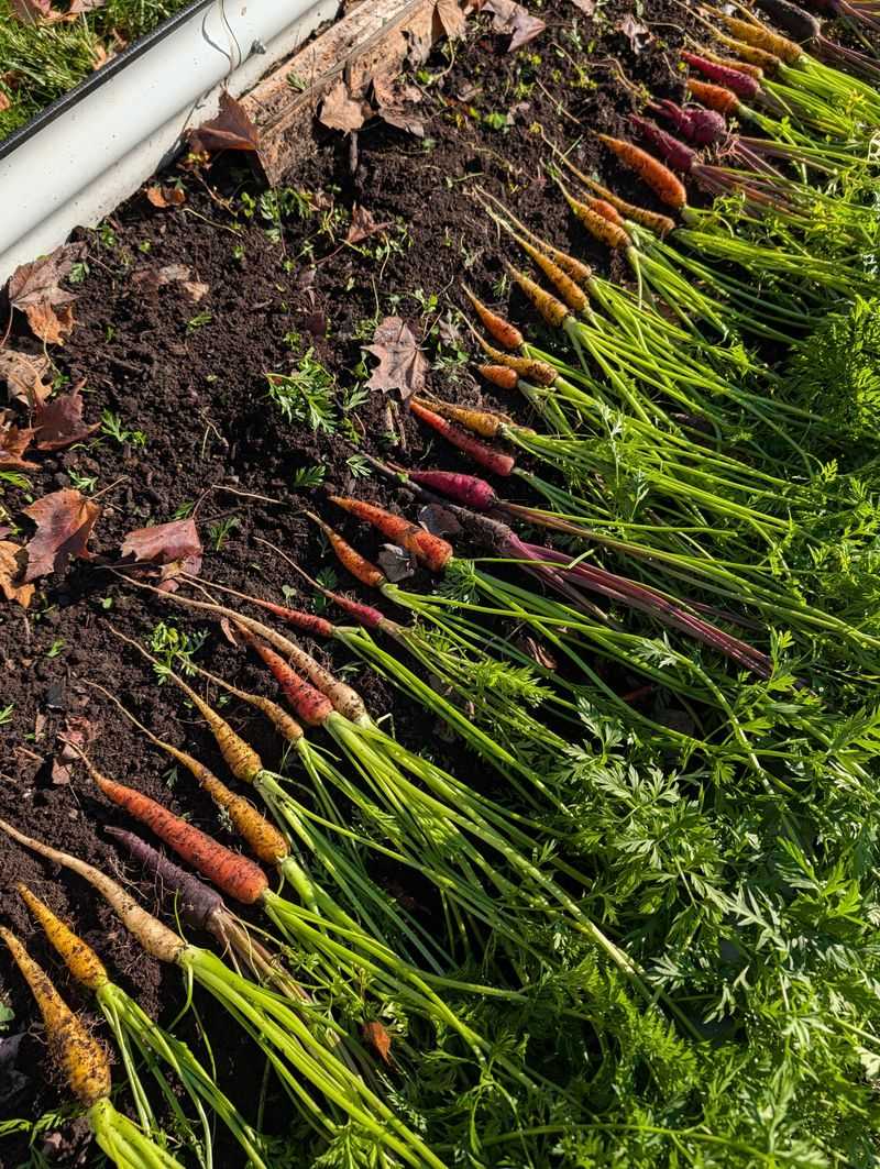 Carrots Need Bright, Open Beds