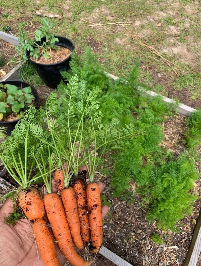 Carrots Slide Into Loose Radish Soil