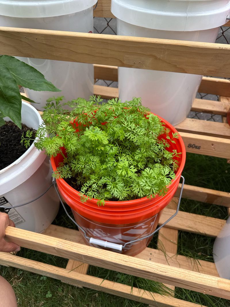 Carrots Work In Deep Buckets With Loose Soil