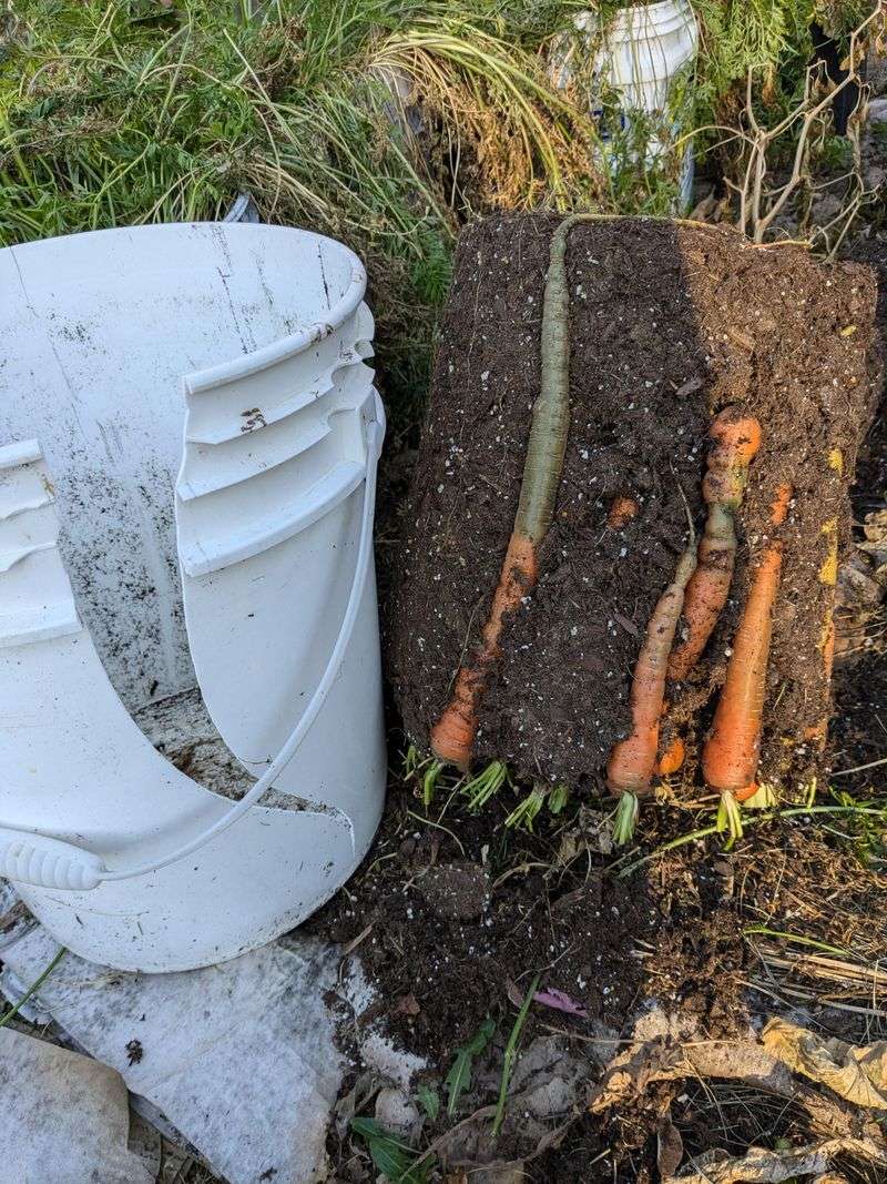 Carrots Work Well In Deep Containers Carrots Work Well In Deep Containers