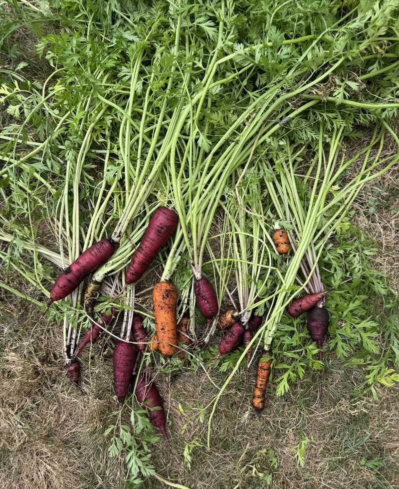 Carrots Carrots