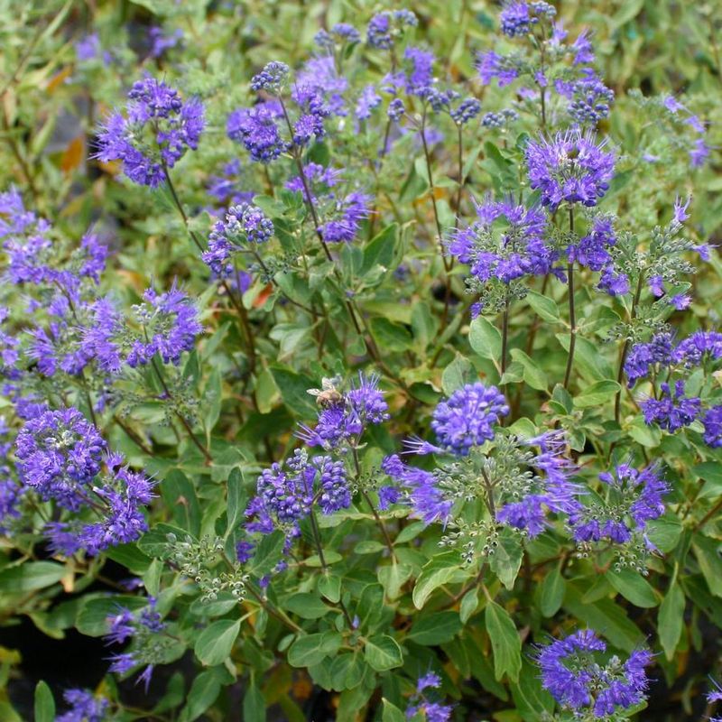 Caryopteris Adds Soft Color Later In The Season
