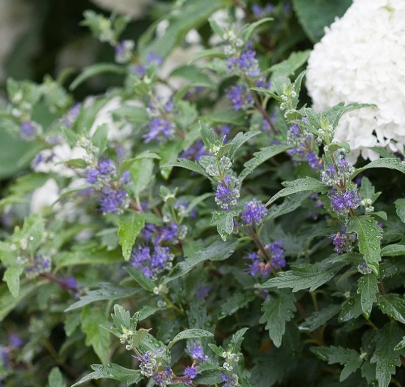 Caryopteris Bounces Back After A Hard Trim