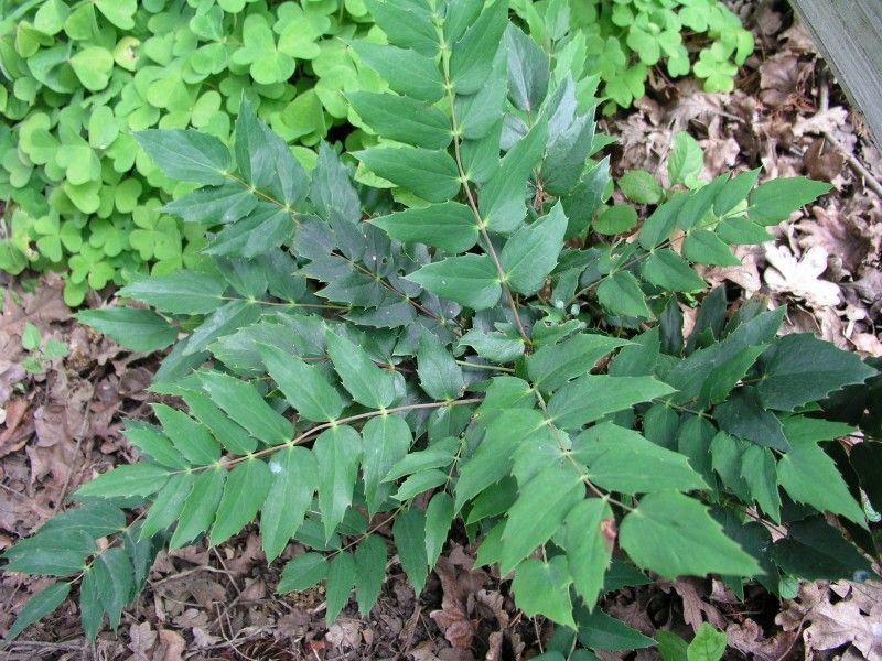Cascade Oregon Grape Spreads In Dry Spaces