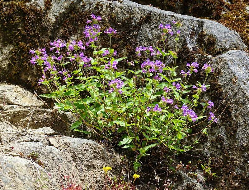 Cascade Penstemon