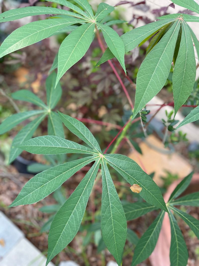 Cassava Brings A Tropical Root Option