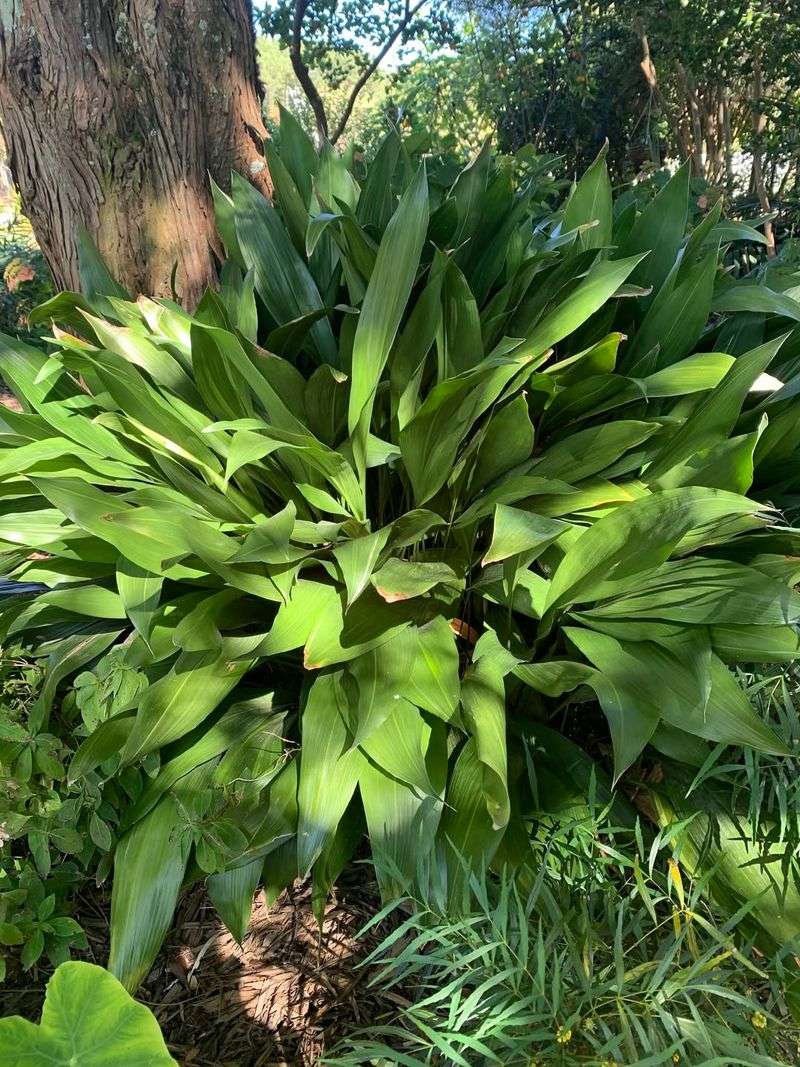 Cast Iron Plant